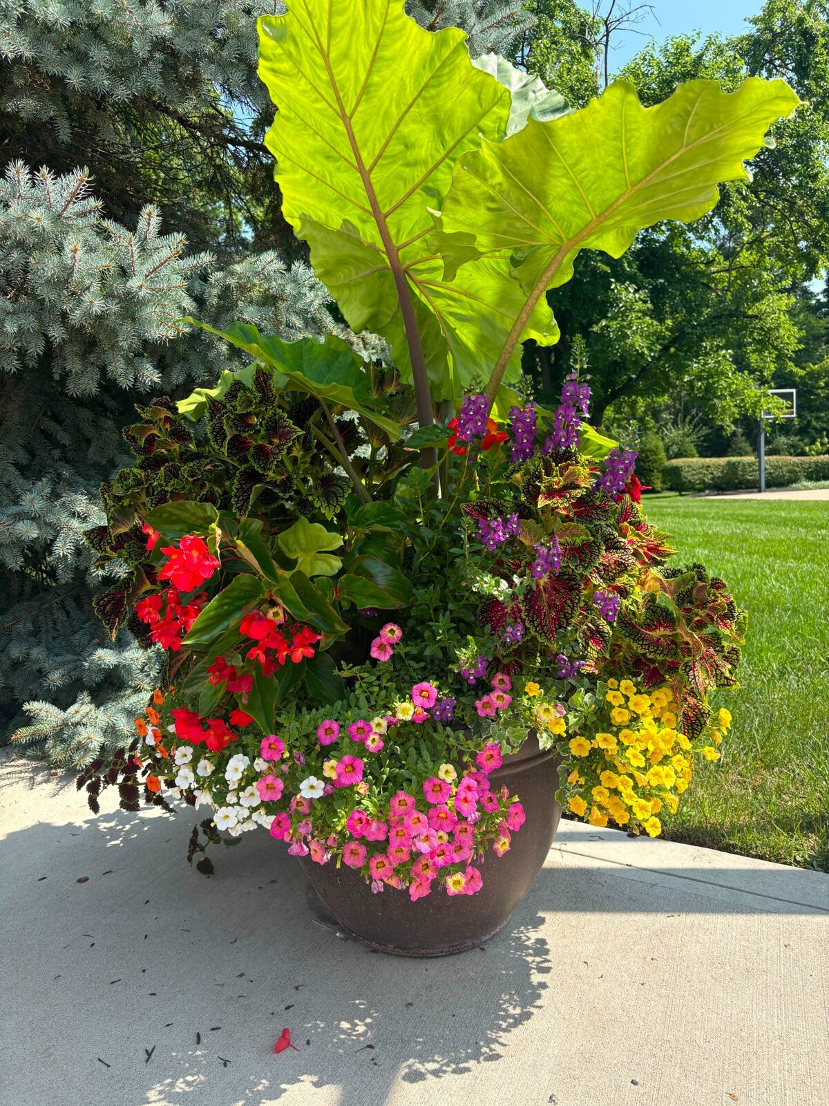 Summer statement planter — M&J Landscaping