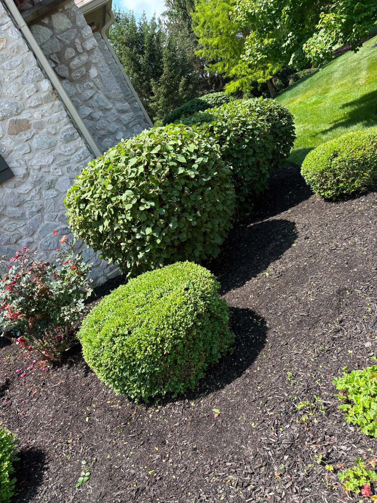 Shrub care and fresh mulch — M&J Landscaping